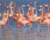 Albert Heijn Roze Flamingo