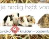 Alles wat je nodig hebt voor je cavia