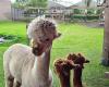 Alpaca Break