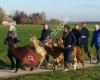 Alpaca Ranch d'n Achterhoek