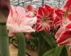 Amaryllis Bulbs-pagina