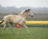 American Paint Horse, Hickorys Gunsmoke