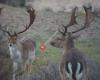 Amsterdamse Waterleidingduinen