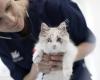 AniCura Dierenkliniek Kennemerland Velserbroek