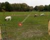 B&D stables