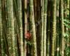 Bamboe Brillen