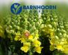 Barnhoorn Flowers