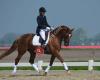 Bay dressage