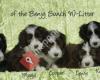 Bearded collies of the Benjy Bunch