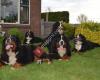 Berner Sennen honden vd Reestlandhoeve