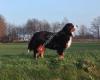 Berner Sennen kennel “van de Ertbecke”