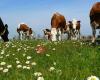 Biologisch Melkveebedrijf Maasland