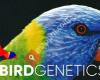 Bird Genetics