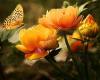 Bloemen en planten The Butterfly