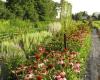 Bloemenboerderij 'de Scholte'