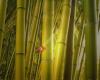 Bloemtique Bamboe