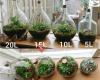 Blompotten - Plant In Fles/pot, mini Ecosysteem/terrarium -