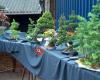 Bonsai Werkgroep Rijssen