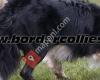 Border Collie shop