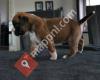 Boxerkennel van het Twentse Ros