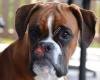 Boxerkennel vd Ganzenburcht