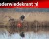 Brederwiedekrant.nl