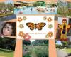 Butterfly Resort