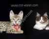 Cattery CatVision, Savannah kat & Kurilian Bobtail