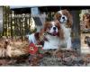 Cavalier King Charles Spaniel Leonie Zieverink