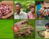 CGIAR Research Program on Climate Change, Agriculture and Food Security