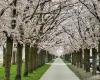 Cherry Blossom Almere Buiten