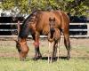Chess Arabians