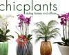 Chicplants