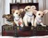 Chihuahua pups te koop, huiselijk grootgebracht