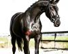 Cindy Boere Dressuurtraining, Africhting & Coaching