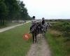 Cinzenta horses, the Netherlands
