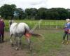 Cinzenta paardencoaching