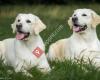 Corner Brook - Golden Retrievers