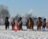 De Blekenbrink IJslandse Paarden