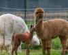 De IJspoort - Alpaca Mountain