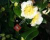 Diantha Flowers