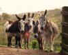Donkey Sanctuary Nederland
