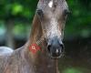 Doornhof Dressage Horses