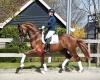 Dressage Stable Debbehoeve