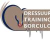 Dressuurtraining Borculo, Horse and Rider in balance