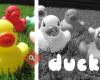 Duckies kinderkleding