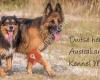 Duitse herder en Australian Shepherd kennel Melyanna