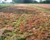 Dutch greenroof