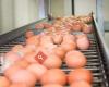 Eierautomaat Verbeek