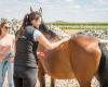 EquiMa - Sportmassage voor paarden